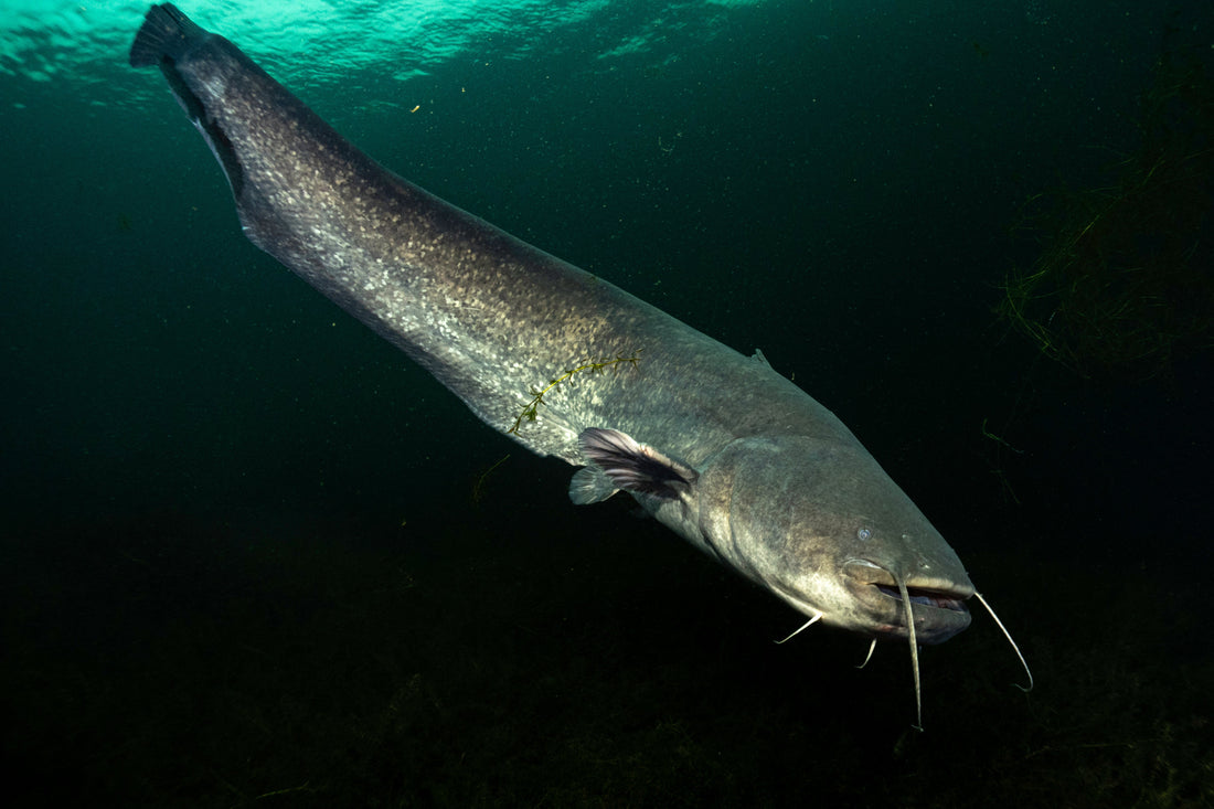 Wels Catfishing on the River Ebro: The Ultimate UK Angler’s Guide