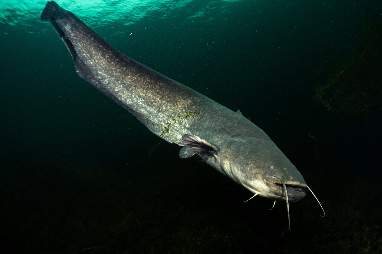 Wels catfish swimming underwater for River Ebro fishing guide