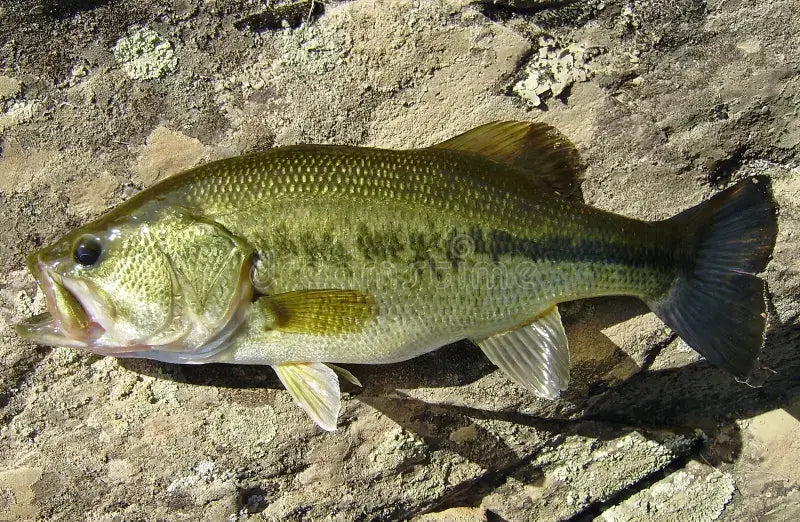 A bass fish lying on a rocky surface, showcasing the beauty of nature in freshwater fishing.