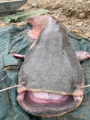 Catfishing Spain River Ebro