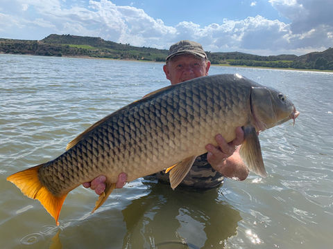 Giant catfish caught on the River Ebro