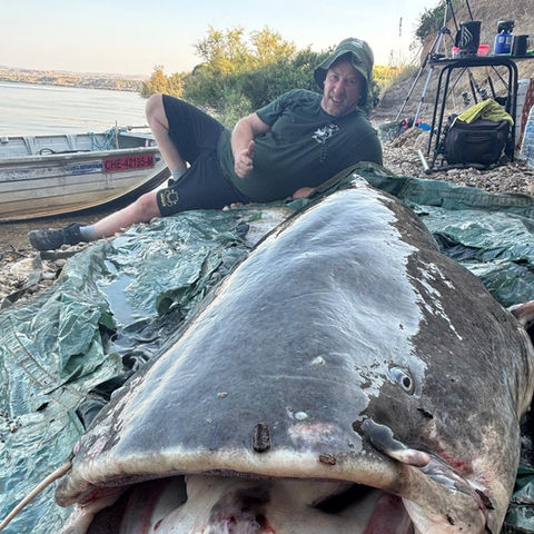 Catfishing Spain on the River Ebro